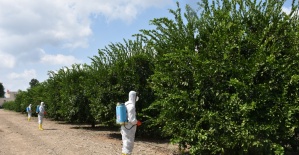 Akdeniz meyve sineği mücadelesi